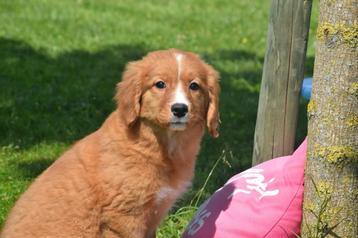 Nova scotia duck tolling retriever pup of Toller pups beschikbaar voor biedingen
