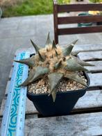 Ariocarpus confusus, Enlèvement ou Envoi