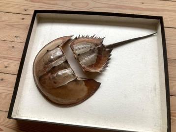 Degenkrab schild beschikbaar voor biedingen