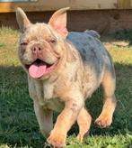 Choco merle tan franse bulldog pups reutje, Dieren en Toebehoren, België, Fokker | Hobbymatig, Reu, 8 tot 15 weken