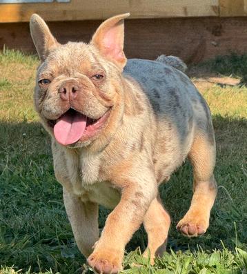 Choco merle tan franse bulldog pups reutje beschikbaar voor biedingen
