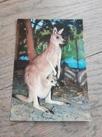 Carte postale décrite : kangourou, Collections, Cartes postales | Animaux, Enlèvement ou Envoi