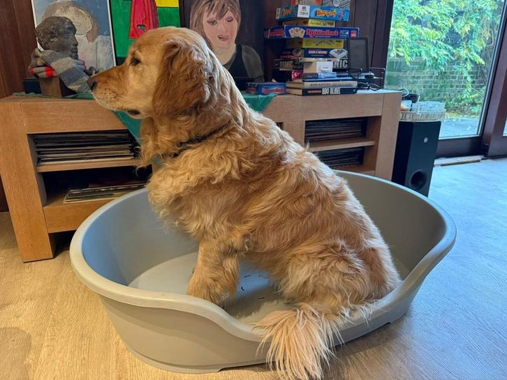 Grote Kunststof Hondenmand voor Grote Rassen, Dieren en Toebehoren, Hondenmanden, Zo goed als nieuw, Overige, Ophalen