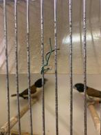 Belles religieuses, Plusieurs animaux, Oiseau tropical, Bagué