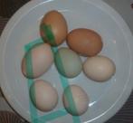 Broedeieren Goudbrakel, Dieren en Toebehoren, Pluimvee, Kip