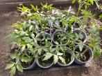 Bio-plantjes trostomaat moneymaker en aperitieftomaat, Ophalen, Eenjarig, Groenteplanten