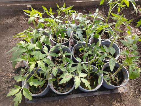 Bio-plantjes trostomaat moneymaker en aperitieftomaat, Tuin en Terras, Planten | Tuinplanten, Eenjarig, Groenteplanten, Ophalen