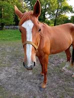 Paard merrie 1m64 groot, Merrie