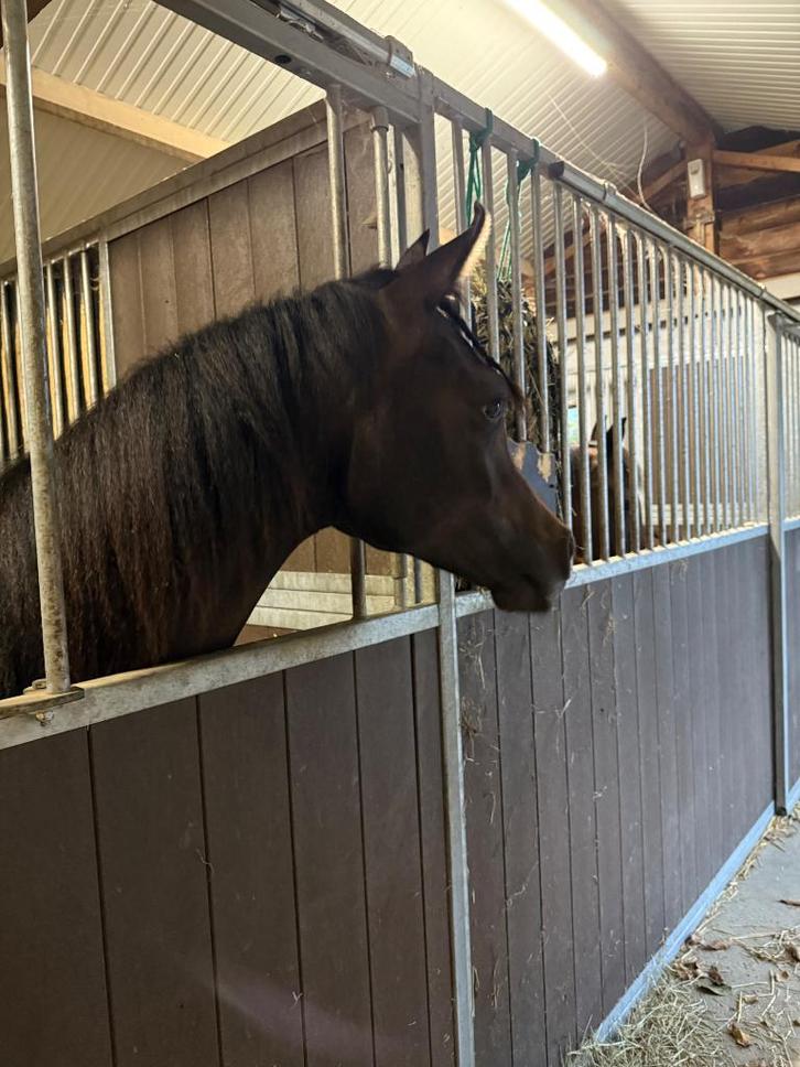 Tweejarige Arabische volbloedruin met topkarakter, Dieren en Toebehoren, Paarden, Ruin, Onbeleerd, Minder dan 160 cm, 0 tot 2 jaar