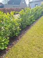 Mooie haagplanten., Tuin en Terras, Ophalen