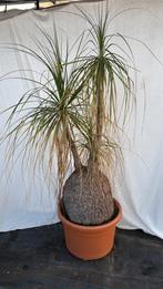 Olifantspoot - Beaucarnea, Huis en Inrichting, Kamerplanten, Ophalen, Palm, In pot, 150 tot 200 cm