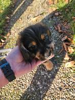 Teckel puppy's te koop 5, België, Particulier, Korthaar, Meerdere
