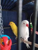 2 tamme halsbandparkieten, Dieren en Toebehoren, Geslacht onbekend