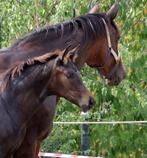 Elegant merrie veulen, Dieren en Toebehoren, Merrie, Niet van toepassing, Dressuurpaard, 0 tot 2 jaar