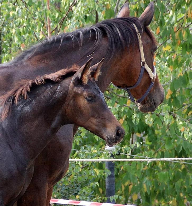 Elegant merrie veulen, Dieren en Toebehoren, Paarden, Merrie, Niet van toepassing, 0 tot 2 jaar, Dressuurpaard, Met stamboom, Gechipt