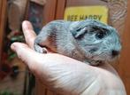 Ras gladhaar zilveragouti gekruind., Dieren en Toebehoren, Knaagdieren, Cavia, Augustus, Mannelijk, Tam