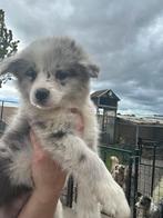Border collie pups met stamboom, CDV (hondenziekte), Meerdere, 8 tot 15 weken, Meerdere dieren