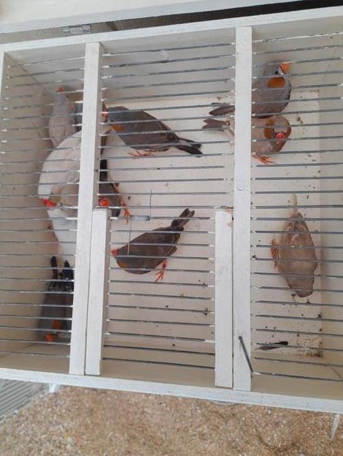 Zebravinken 9 koppels 15euro het koppel, Dieren en Toebehoren, Vogels | Overige Vogels, Tropenvogel, Meerdere dieren