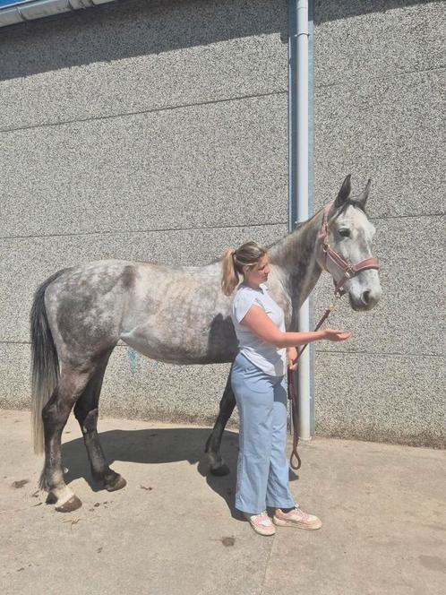 Rihanna 8 jarige merrie zoekt nieuw huisje, Dieren en Toebehoren, Paarden, Merrie