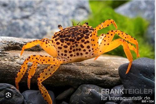 Luipaard krabben zoetwater aquarium zeldzaam, Dieren en Toebehoren, Vissen | Aquariumvissen, Zoetwatervis, Kreeft, Krab of Garnaal