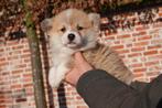 Prachtige Welsh Corgi Pembroke pups, Dieren en Toebehoren, Honden | Herdershonden en Veedrijvers, België, Overige rassen, CDV (hondenziekte)