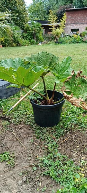 Gunnera x cryptica  beschikbaar voor biedingen