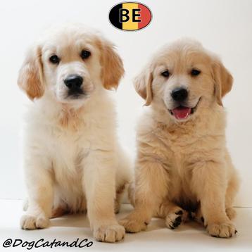 Schattige Golden Retriever pups (Belgisch) beschikbaar voor biedingen