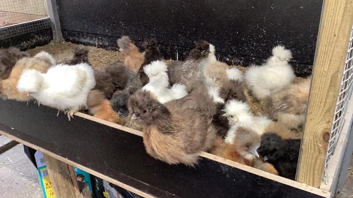 Usa zijdehoen, Dieren en Toebehoren, Pluimvee, Kip, Meerdere dieren