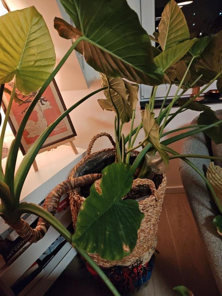 Alocasia, Maison & Meubles, Plantes d'intérieur, Enlèvement