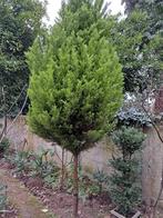 Cupressus, Ophalen