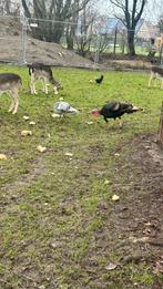 Koppel kalkoenen te koop, Dieren en Toebehoren, Pluimvee