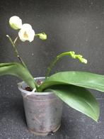 witte orchidee phalaenopsis 7€, Ophalen of Verzenden
