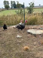 Kalkoen man, Dieren en Toebehoren, Pluimvee, Kalkoen