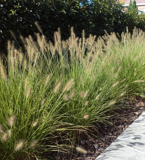 Pennisetum "Hameln", Tuin en Terras, Planten | Tuinplanten, Halfschaduw, Ophalen of Verzenden