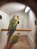 pyrrhura, Dieren en Toebehoren