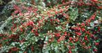 Cotoneaster, Ophalen