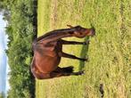 Aragorn fokmerrie bwp, Dieren en Toebehoren, Paarden, Merrie