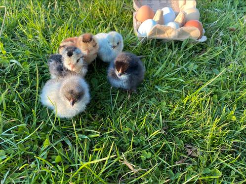 Kuikens, Dieren en Toebehoren, Pluimvee