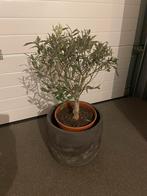 Okijfboompje, Tuin en Terras, Ophalen, Vaste plant