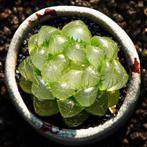 Haworthia cooperi var. truncata, En pot, Plante à fleurs, Moins de 100 cm, Enlèvement