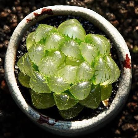Haworthia cooperi var. truncata, Huis en Inrichting, Kamerplanten, Cactus, Minder dan 100 cm, Bloeiende kamerplant, Halfschaduw