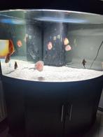 Juwel trigon 350 plus inhoud, Dieren en Toebehoren