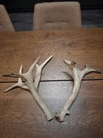 Gewei edelhert, Enlèvement, Comme neuf, Cerf, Bois ou Tête