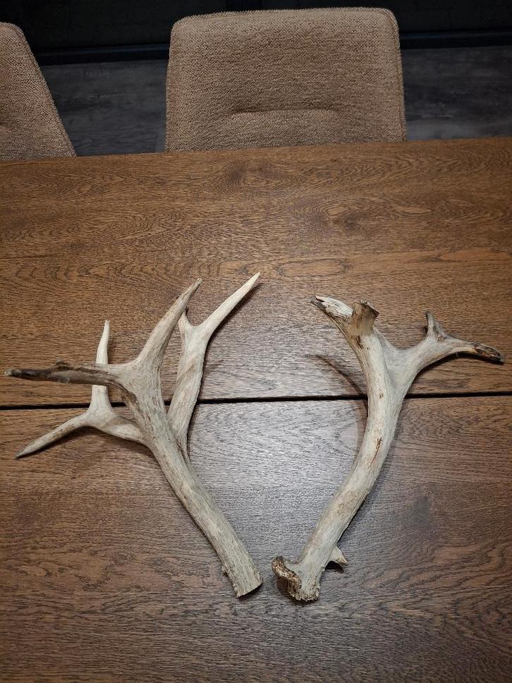 Gewei edelhert, Collections, Collections Animaux, Comme neuf, Bois ou Tête, Cerf, Enlèvement