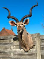 Taxidermie kudu, Ophalen of Verzenden