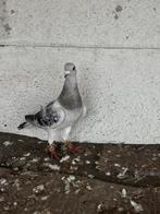 Syrische duiven, Dieren en Toebehoren