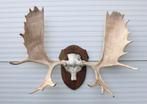 Groot ALASKA ELAND GEWEI op houten schild ("MOOSE"), Verzamelen, Dierenverzamelingen, Ophalen, Gebruikt, Hert, Gewei of Kop
