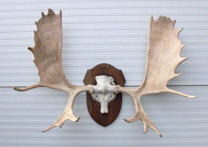 Groot ALASKA ELAND GEWEI op houten schild ("MOOSE"), Verzamelen, Dierenverzamelingen, Gebruikt, Gewei of Kop, Hert, Ophalen
