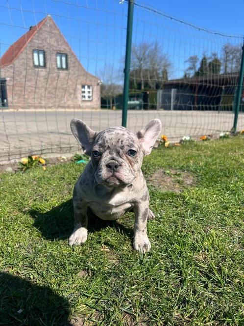 Franse bulldog pups, Dieren en Toebehoren, Honden | Bulldogs, Pinschers en Molossers, Meerdere dieren, Bulldog, Fokker | Professioneel