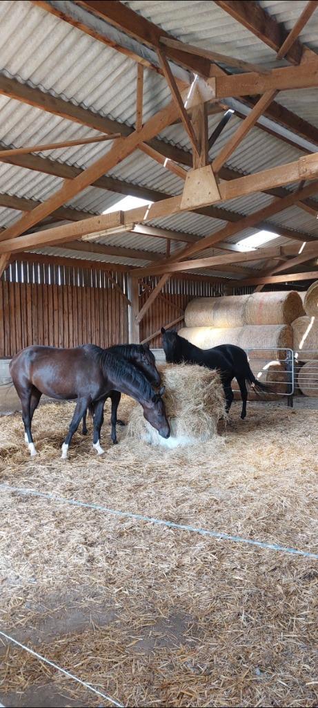 paarden opfok, Dieren en Toebehoren, Stalling en Weidegang, Opfok, Stalling, Weidegang, 4 paarden of pony's of meer